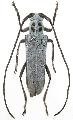 Pareutetrapha magnifica magnifica