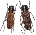 Pareutetrapha simulans