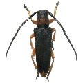Phytoecia (Musaria) affinis