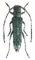 Phytoecia (Opsilia) coerulescens