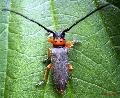 Phytoecia (Musaria) affinis