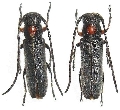Phytoecia (Phytoecia) rufiventris 
