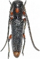 Phytoecia (Phytoecia) virgula