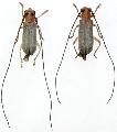 Praolia citrinipes takeuchii