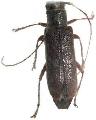 Saperda discoidea