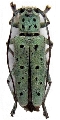 Saperda punctata