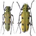 Saperda tetrastigma
