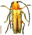 Stibara suturalis