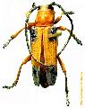 Stibara tetraspilota