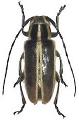 Thyestilla gebleri