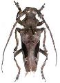 Temnoscelis waddeli