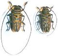 Sternotomis (Sternotomis) bohemanni ferreti