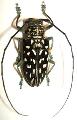 Stellognatha maculata