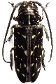 Sternoharpya stictica