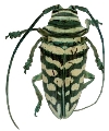 Sternotomis (Sternotomis) bohemanni bohndorffi