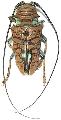 Sternotomis (Sternotomis) chrysopras