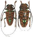 Sternotomis (Sternotomis) chrysopras