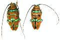 Sternotomis (Sternotomis) pulchra