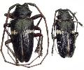 Zographus cingulatus