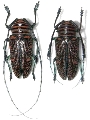 Zographus regalis