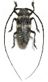 Zographus aulicus