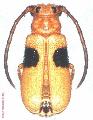 Astathes (Tetraophthalmus) bimaculata