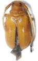 Astathes (Tetraophthalmus) japonica 