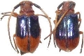 Astathes (Tetraophthalmus) levis