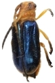 Astathes (Tetraophthalmus) violaceipennis