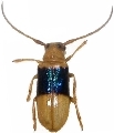 Astathes (Tetraophthalmus) fasciata 