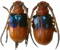 Astathes (Tetraophthalmus) levis