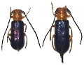 Bacchisa fortunei