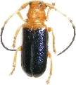 Bacchisa tonkinensis 