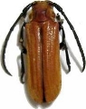 Eustathes flava 
