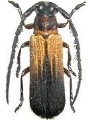 Parastathes (Antennastathes) apicalis