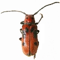 Tetraopes tetrophthalmus