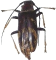 Tmesisternus ochraceosignatus