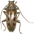 Buprestomorpha montrouzieri 