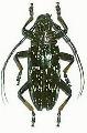 Sphingnotus insignis albertisi