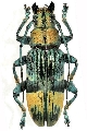 Tmesisternus gabrieli
