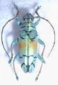 Sulawesiella rafaelae