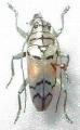 Sulawesiella rafaelae