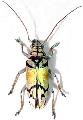 Sulawesiella rafaelae