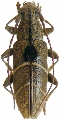 Tmesisternus oblongus