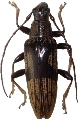 Tmesisternus weigeli