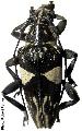 Trigonoptera spilonota