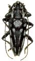 Trigonoptera woodfordi