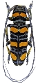 Anatragus ornatus