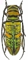 Anatragus pulchellus