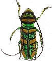 Anatragus pulchellus